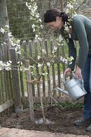 Plant sour cherry in the garden