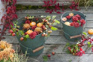 Green metal bucket with chrysanthemum flowers