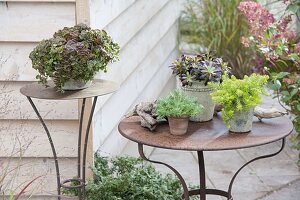 Pflegeleichte sukkuklente Stauden auf der Terrasse : Sedum tetractinum