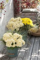 Chrysanthemum 'Jahou Peach' and 'Rico Yellow'