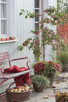 Malus 'Everest' underplanted with Chrysanthemum 'Kiroul'