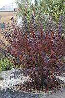 Physocarpus opulifolius 'Diabolo' in autumn color