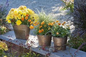 Metall-Töpfe mit Chrysanthemum (Herbstchrysantheme), Viola cornuta