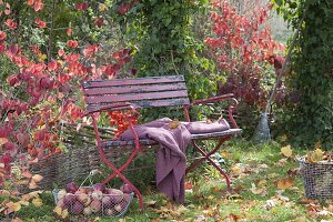 Rote Bank im herbstlichen Garten, Korb mit frisch gepflueckten Äpfeln