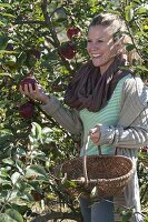 Woman at the apple harvest
