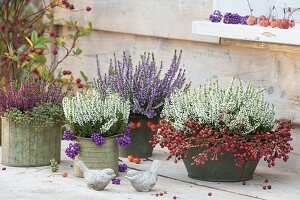 Calluna Garden Girls 'Helena' white, 'Hilda' purple, 'Nora' red