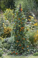 Black-eyed Susanne on homemade trellis aid in the flowerbed