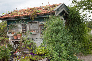 Quaint garden shed with overgrown roof in natural garden