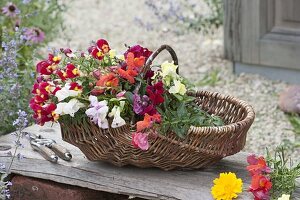 Basket of freshly cut Antirrhinum (snapdragons)