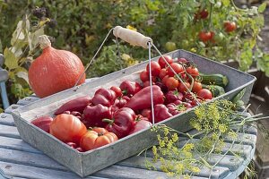 Frisch geerntete Paprika (Capsicum), Tomaten (Lycopersicon), Zucchini