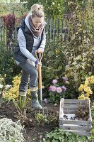 Woman digging dahlia tubers and puting them in a box