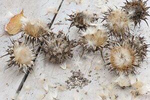 Harvest seeds of milk thistle