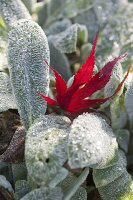 Regenerator Stachys byzantina (Wollziest)