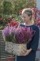 Woman bringing basket with Erica gracilis (topferika)