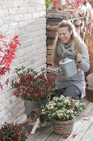 Frau giesst Skimmia japonica 'Kew White' und 'Winnie Dwarf' (Fruchtskimmien