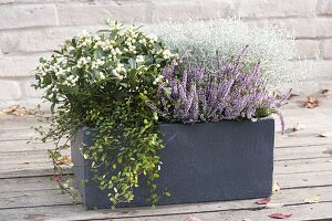 Skimmia japonica 'Kew White', Calluna Garden Girls 'Hilda'