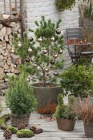 Decorated Pinus parviflora 'Negishi' (Blue Maiden Pine)