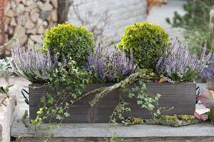 Wooden box with Calluna Garden Girls 'Hilda' (bud heather)