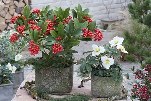 Skimmia japonica 'Temptation' and Helleborus