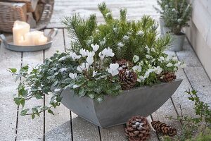 Graue Schale mit Cyclamen (Alpenveilchen), Hedera (Efeu), Pinus (Kiefer)