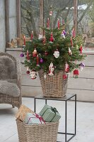 Small Nordmann fir colorfully decorated with balls and Santa Claus