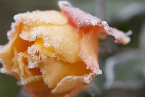 Roseblossom with rime border, pink 'Tequila' (rose) with frost