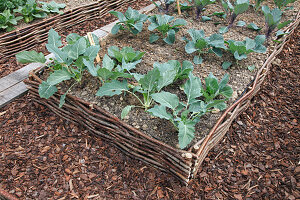 Gemüsebeet mit Einfassung aus Haselruten mit Brokkoli und Kohlrabi (Brassica), Wege zwischen Beeten mit Rindenmulch