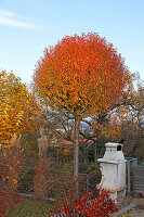 Prunus fruticosa 'Globosa' (Steppenkirsche, Kugelkirsche) Hochstamm in leuchtend oranger Herbstfärbung, Miscanthus (Chinaschilf) zusammengebunden als Winterschutz