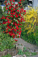 Camellia japonica 'Tom Knudsen' (Kamelie) im Vorgarten, diese Sorte eignet sich nur für Weinbauklima oder mit gutem Winterschutz, hinten Forsythia (Goldglöckchen)