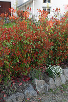 Photinia fraseri 'Red Robin' (Glanzmispel) als Hecke, leuchtend roter Austrieb im Frühling, geeignet für wintermilde Regionen