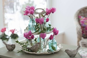 Mini-Straeusschen aus Blüten von Cyclamen (Alpenveilchen) in Gläschen