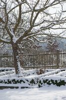 Snowy cottage garden with apple tree (malus) and fence