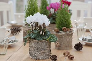 Winterliche Tischdeko mit Cyclamen (Alpenveilchen) und Chamaecyparis