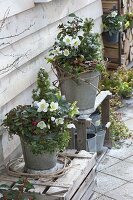 Zinc bucket planted in winter, Helleborus niger, Ilex