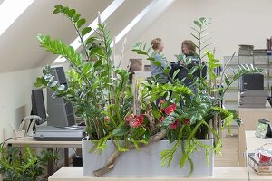 Pflanzen sorgen für gutes Raumklima im Büro