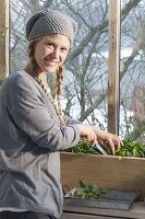 Woman harvesting spinach 'Matador' in the cold conservatory