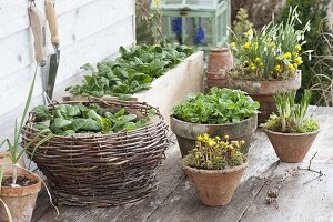 Winter vegetables in box and basket on terrace table