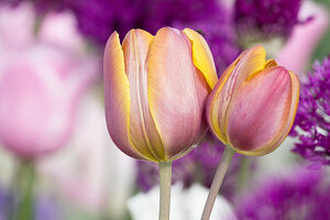 Tulipa (Tulpen) zweifarbig rosa mit gelbem Rand