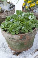 Feldsalat (Valerianella locusta) als Wintersalat im Tontopf