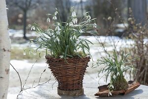 Galanthus nivalis (Schneeglöckchen) in selbstgemachtem Weidenkorb