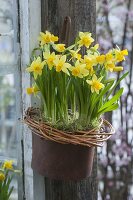 Narcissus 'Tete a Tete' (Narzissen) im Rosttopf aufgehängt, Kranz