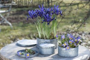 Spring in Zinc Cans: Iris reticulata (reticulated iris)