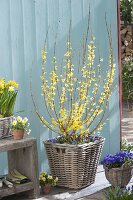 Forsythia underplanted with Scilla