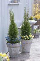 Hohe graue Kübel bepflanzt mit Thuja occidentalis 'Smaragd' (Lebensbaum)