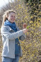 Frau schneidet Zweige von Cornus mas (Kornelkirsche)