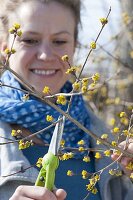 Frau schneidet Zweige von Cornus mas (Kornelkirsche)