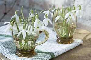Small bouquets of Galanthus nivalis in glass cups