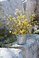 Cornus mas (Cornelian cherry) twigs bouquet in zinc tub