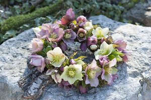 Wreath made of helleborus orientalis (lenten hellebore) flowers