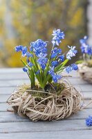 Scilla siberica 'Spring Beauty' with moss in grass wreath